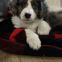 Purple Girl - Blue merle female Bernedoodle puppy in Clementon, New Jersey from PitterPatterPuppiesNJ