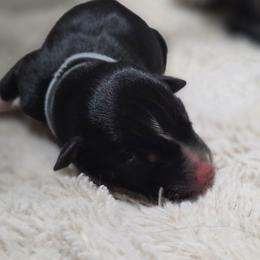 Vesper-grey collar - Black tri-color female Australian Shepherd puppy in Salem, Oregon from Steady Aim Aussies