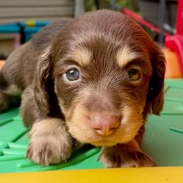 Rolo - Chocolate and cream male Dachshund puppy in High Hill, Missouri from High Hill Hounds
