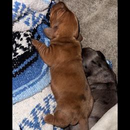 Bandit - Red male Dachshund puppy in Nevada, Missouri from Lee's Backroad Fur Babies