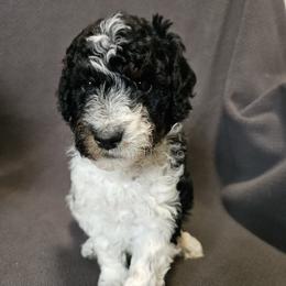 Green - Andes - Phantom male Poodle puppy in Spanish Fork, Utah from Mountain Vista Pups LLC