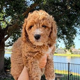 Beau - Red  male Goldendoodle puppy in Bradenton, Florida from Christianna’s Mini Goldendoodles