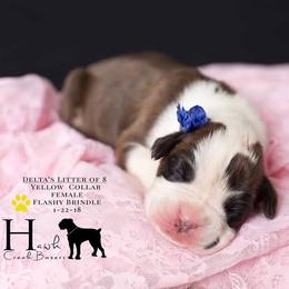 Boxer Puppies from Hawk Creek Boxers