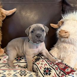 Mint - Fawn female Cane Corso puppy in Briggs, Texas from Capital City Corso’s