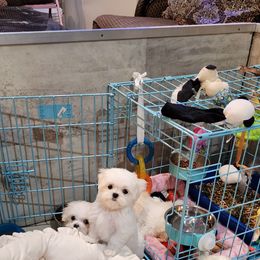 Cavapoo, Maltese, Maltipoo, and Poodle Puppies from Mt.BakerPoodles&Doodles