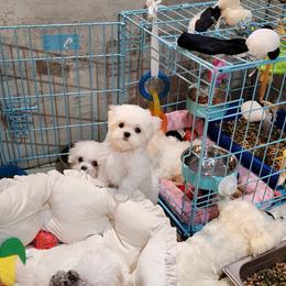 Cavapoo, Maltese, Maltipoo, and Poodle Puppies from Mt.BakerPoodles&Doodles