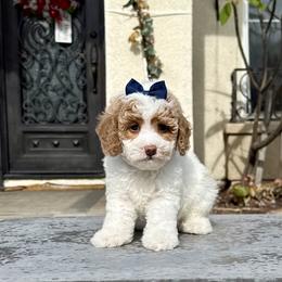 Girl 2 - Parti female Goldendoodle puppy in San Diego, California from Goldendoodles & Poodles of San Diego