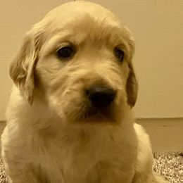 Golden Retrievers from Prim Family Goldens