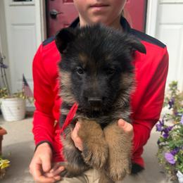 Abe- Red collar - Black and red male German Shepherd puppy in Ronan, Montana from Semper Fi K9 Montana