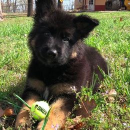 German Shepherd Puppies from Century Farms