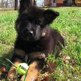German Shepherd Puppies from Century Farms