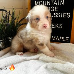Phoenix - Red merle male Australian Shepherd puppy in Murrayville, Georgia from Mountain Ridge Aussies