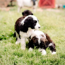 Sheepadoodle Puppies from Life Unleashed Farm