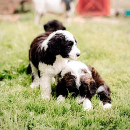 Sheepadoodle Puppies from Life Unleashed Farm