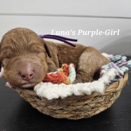 Purple - Red female Labradoodle puppy in Payson, Utah from Utah County Labradoodles