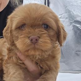 Honey - Buff female Cockapoo puppy in Annapolis, Delaware from Teddy Bear Cockapoos