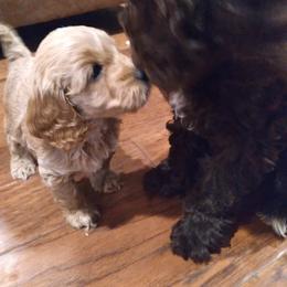 Cockapoo Puppies from Ouachita River Cockapoos