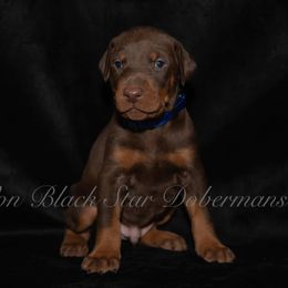 "C litter" Doberman Pinscher Puppies from Black Star Dobermans
