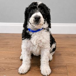 Snoopy - Parti male Poodle puppy in Dover, Delaware from Dogtastic Poodles