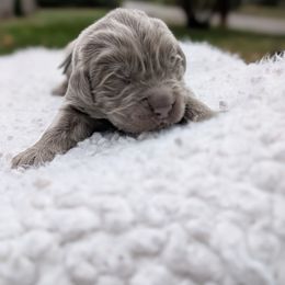 Blue Boy (the big one) - Gray male Newfoundland puppy in Independence, Missouri from K & L Ranch