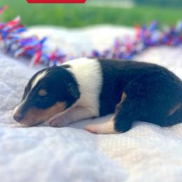 Flare - Black white and tan female Collie puppy in Waterville, Iowa from Lisa’s Lassies