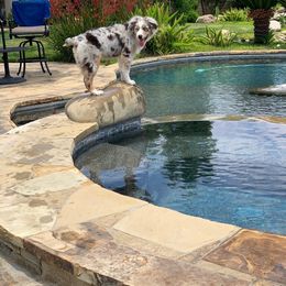 Australian Shepherd and Miniature Australian Shepherd Puppies from J&B Farms