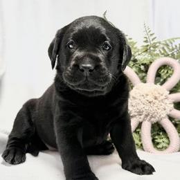 River - Black female Labrador Retriever puppy in Lynn, Indiana from Four Seasons