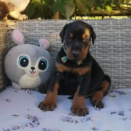 Doberman Pinscher Puppies from Schloss Velburg Dobermanns