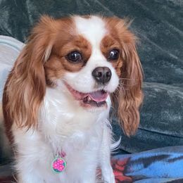Cavalier King Charles Spaniels from Hood Canal Cavaliers