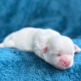 AKC-Pearl - White female Shih Tzu puppy in Paintsville, Kentucky from Molly B's ShihTzus