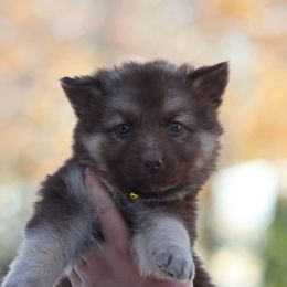 Missile (Yellow) - Liver female German Shepherd puppy in Garrett, Indiana from Devil-Dog Shepherds