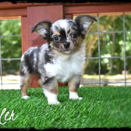Wrangler - Merle male Chihuahua puppy in Demorest, Georgia from Sourpatch Chihuahuas