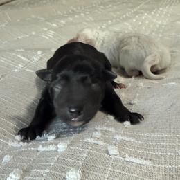 Macie - Parti female Miniature Schnauzer puppy in Denham Springs, Louisiana from Moonstruck Minis