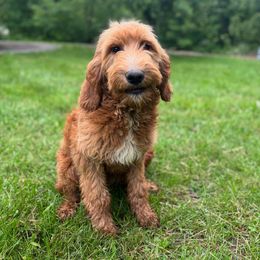 Kaden - Cream male Goldendoodle puppy in Rogers, Ohio from Golden Heart Doodles
