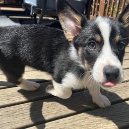 Pembroke Welsh Corgi Puppies from Db’s Pembroke Welsh Corgis