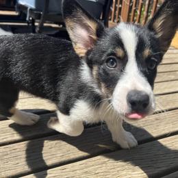Pembroke Welsh Corgi Puppies from Db’s Pembroke Welsh Corgis