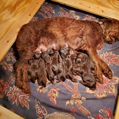 Boykin Spaniel and Cockapoo Puppies from Waddell-Kennels