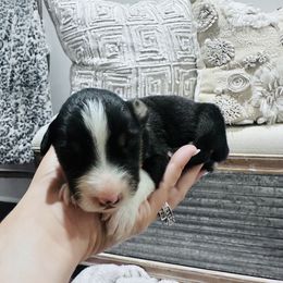 Australian Shepherd and Goldendoodle Puppies from Full House Farm