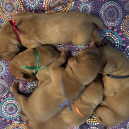 Undecided - Red golden male Vizsla puppy in Somerset, Wisconsin from Jackpot Vizsla