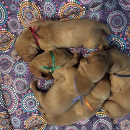 Undecided - Red golden male Vizsla puppy in Somerset, Wisconsin from Jackpot Vizsla