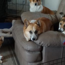 Pembroke Welsh Corgis from Renee Still Day