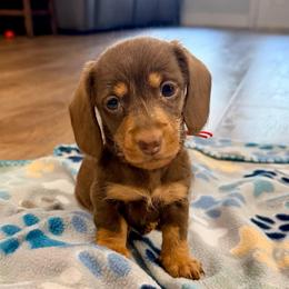Poppie - Chocolate and tan female Dachshund puppy in Alva, Florida from Salty C's Dachshunds