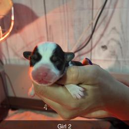 Girl 2 - Black and tan Pembroke Welsh Corgi puppy in Binghamton Area, New York from JFF Scenic Woodrows Winnie