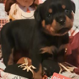 Girl 1 - Black and mahogany female Rottweiler puppy in De Witt, Iowa from Irish Eyes Kennels