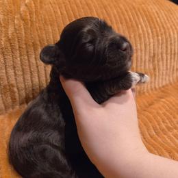 Lupine - Liver male Miniature Schnauzer puppy in Graham, Washington from Olivia's Miniature Schnauzer's