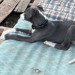 Greyhound Puppies from ARK Kennels