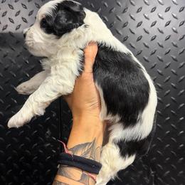 Canyon - Black and white male Bernedoodle puppy in Horseshoe Bend, Idaho from Over the Moon Poodles and Doodles
