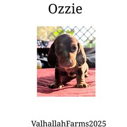 Ozzie - Chocolate and cream male Dachshund puppy in Sebring, Ohio from Valhallah Farms