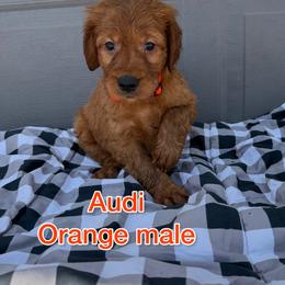 Orange - Golden male Golden Retriever puppy in Salt Lake City, Utah from Soaring golden retrievers
