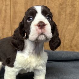 Jennika - Liver and white English Springer Spaniel puppy in Duncansville, Pennsylvania from Paylie Springers